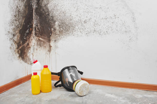 Best Emergency Mold Remediation in Henderson, NV