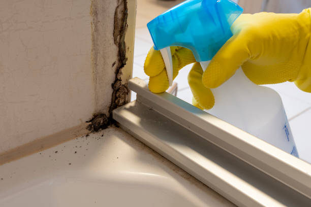 Best Bathroom Mold Remediation in Henderson, NV