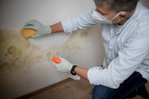 Best White Mold Remediation in Henderson, NV