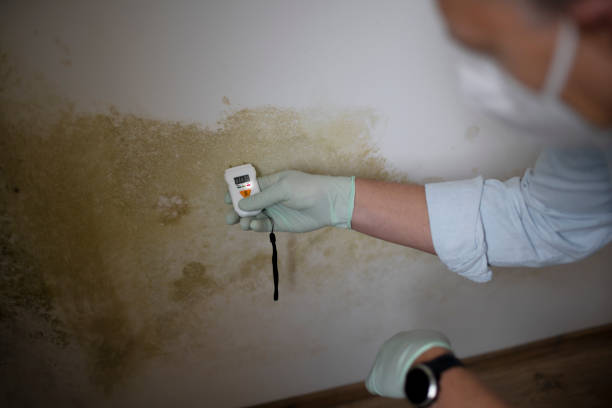 Best Mold Testing and Inspection Services in Henderson, NV