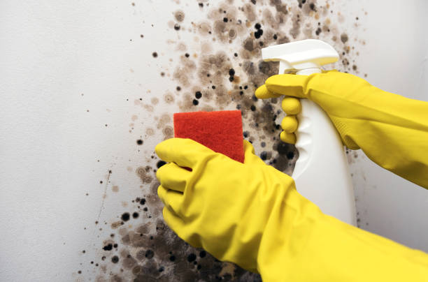 Professional Mold Remediation in Henderson, NV